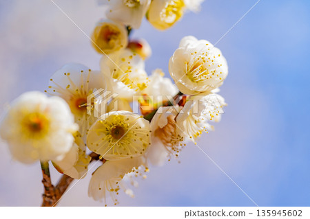 Upflower of white plum Upflower of white plum 135945602