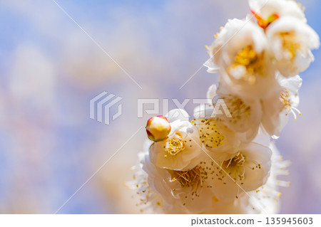 Upflower of white plum Upflower of white plum 135945603