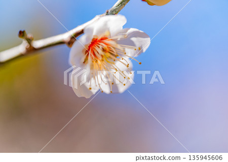白色李子Upflower 白色李子Upflower 135945606