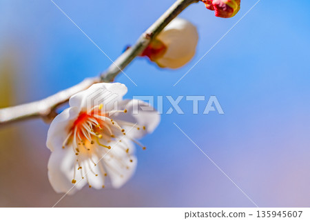 白色李子Upflower 135945607