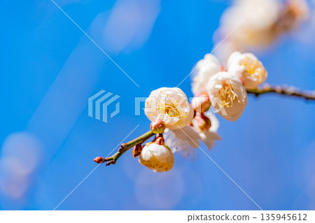 白色李子Upflower 白色李子Upflower 135945612