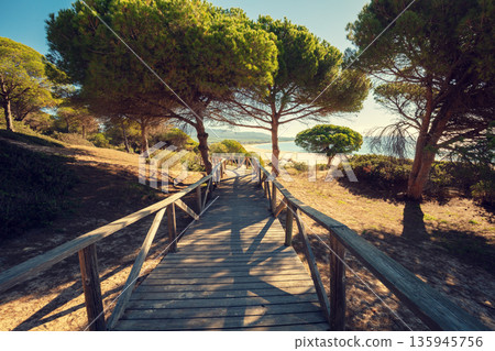Wooden walkway along the sea and pine trees in a natural park to the sandy Bolonia Dune. Cadiz, Spain 135945756