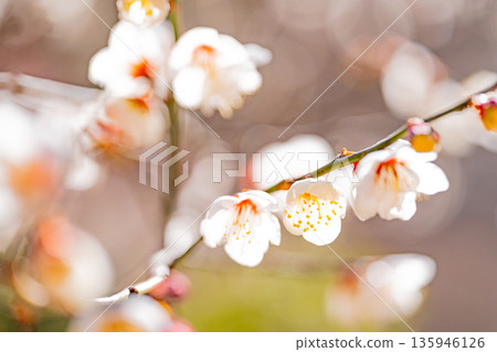 Upflower of white plum Upflower of white plum 135946126