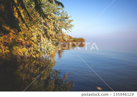 Willow on the lake shore on a foggy autumn morning 135946129