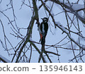 Great spotted woodpecker searching for food on a snow-covered branch in winter. 135946143