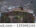 Forest birds on a snow-covered stone pillar with food. 135946144