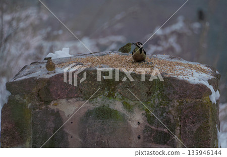 Forest birds on a snow-covered stone pillar with food. 135946144