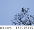 Hooded crow perched on top of a bare tree against a winter sky. 135946145