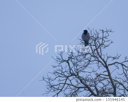 Hooded crow perched on top of a bare tree against a winter sky. Hooded crow perched on top of a bare tree against a winter sky. 135946145