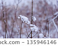 Dried flower heads covered with snow caps in a winter field. 135946146