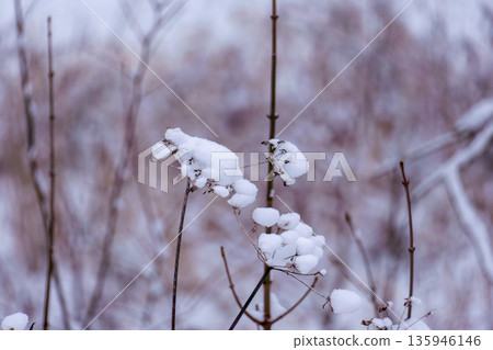 Dried flower heads covered with snow caps in a winter field. 135946146