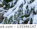 Close-up of evergreen coniferous branches covered with heavy white snow. 135946147