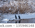 Two great cormorants perched on a snowy branch by a freezing river in winter. 135946148