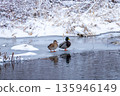 Pair of mallard ducks standing on thin ice of a freezing river in winter day.) 135946149