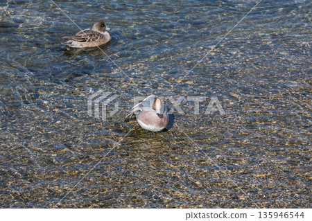 Wigeon, Kamogawa River, Kyoto City 135946544