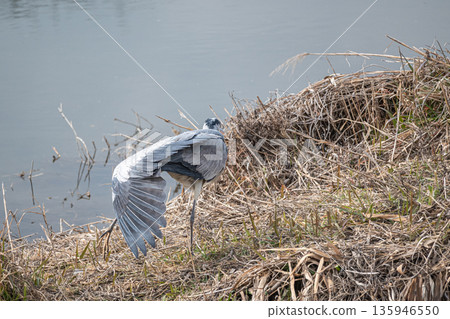 A grey heron preening its feathers on the riverbank, Kamogawa River, Kyoto City A grey heron preening its feathers on the riverbank, Kamogawa River, Kyoto City 135946550