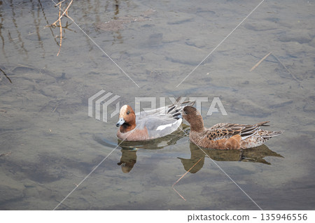 A pair of wigeons on the Kamo River in Kyoto City 135946556