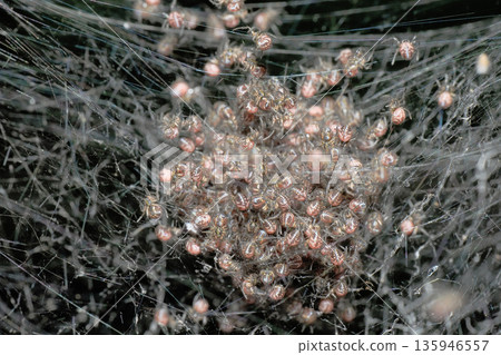 Spider's Child (group) 135946557