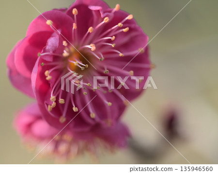 The beautiful red plum "Kagoshima Beni" begins to bloom in January The beautiful red plum "Kagoshima Beni" begins to bloom in January 135946560