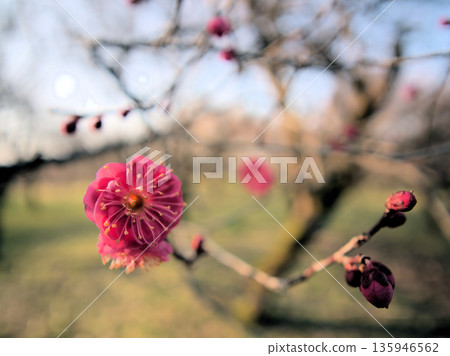 美麗的紅梅「鹿兒島紅」在1月開始盛開。 美麗的紅梅「鹿兒島紅」在1月開始盛開。 135946562