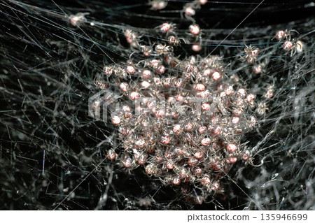 蜘蛛兒童 (群展) 135946699