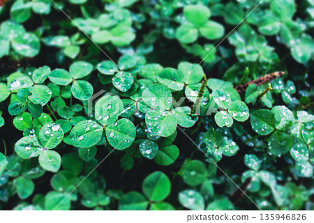 Clover with water drops Clover with water drops 135946826