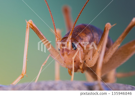 Close-up of a cockroach, from the front at an angle 135946846
