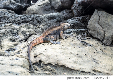 Marine iguana resting on rocks at Playa Loberia Marine iguana resting on rocks at Playa Loberia 135947012