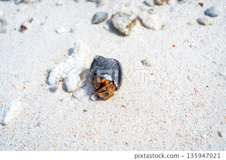Hermit crab on a white sand beach in Maupiti, French Polynesia Hermit crab on a white sand beach in Maupiti, French Polynesia 135947021