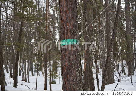 Tree trunk with green mark in snowy forest. Trail blazing and marking path through winter trees. Outdoor adventure concept. Tree trunk with green mark in snowy forest. Trail blazing and marking path through winter trees. Outdoor adventure concept. 135947163