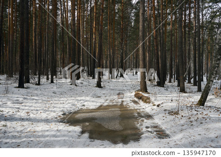 Pine forest landscape with melting snow on ground and walking path. Winter forest scenery for nature background or tranquil environment. Pine forest landscape with melting snow on ground and walking path. Winter forest scenery for nature background or tranquil environment. 135947170