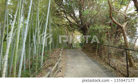 A walking path leading to a quiet bamboo forest, surrounded by nature A walking path leading to a quiet bamboo forest, surrounded by nature 135947177