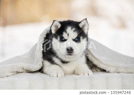 A sweet Siberian Husky puppy is partially covered by a soft white faux fur blanket. Only its adorable face with bright blue eyes is visible, creating a feeling of warmth and safety. A sweet Siberian Husky puppy is partially covered by a soft white faux fur blanket. Only its adorable face with bright blue eyes is visible, creating a feeling of warmth and safety. 135947248