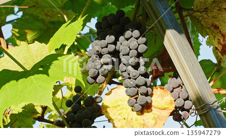 Close-up of ripe grapes hanging on the vine in sunlight, surrounded by green and yellow leaves during harvest season in a vineyard. 135947279