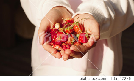 Hands holding a fresh harvest of ripe strawberries and raspberries, showcasing vibrant red berries in warm natural sunlight outdoors. Hands holding a fresh harvest of ripe strawberries and raspberries, showcasing vibrant red berries in warm natural sunlight outdoors. 135947286