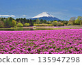 Shibazakura and Mt. Fuji 135947298