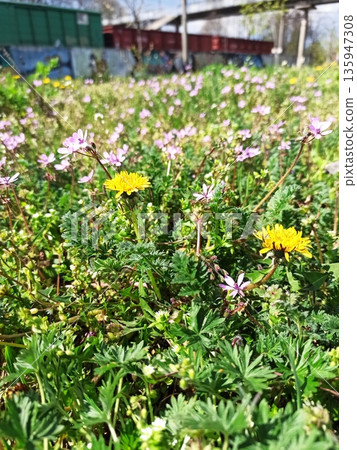 Yellow dandelion and small pink wildflowers growing in green meadow under spring sunlight near urban area. image represents resilience, contrast between nature and city, and spontaneous growth Yellow dandelion and small pink wildflowers growing in green meadow under spring sunlight near urban area. image represents resilience, contrast between nature and city, and spontaneous growth 135947308