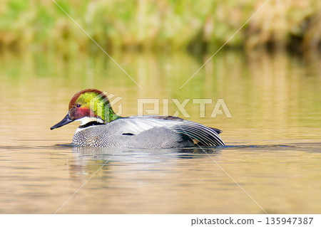 A beautiful adult male mallard duck A beautiful adult male mallard duck 135947387