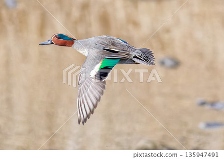 A male teal flying over the river A male teal flying over the river 135947491