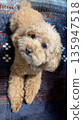 Thinking Toy Poodle 135947518