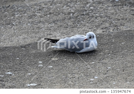 Black-headed Gulls on the Seashore Gamagori 135947674