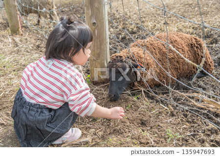 [Grazing sheep and a two-year-old child] 135947693