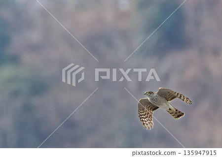 A sparrowhawk flying over the winter mountains 135947915