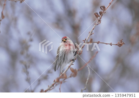 Redfinch perched on a branch 135947951