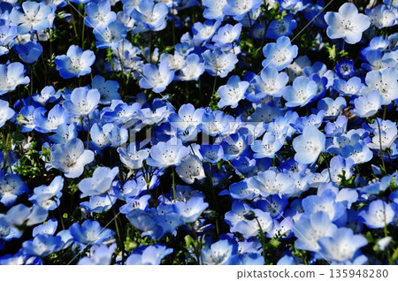 國營的Hitachihama海灘公園的Nemophila領域 國營的Hitachihama海灘公園的Nemophila領域 135948280