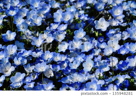 國營的Hitachihama海灘公園的Nemophila領域 135948281