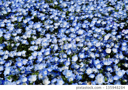 國營的Hitachihama海灘公園的Nemophila領域 135948284