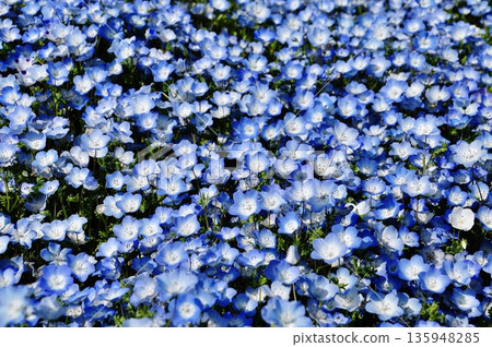 Nemophila field of the state-run Hitachihama Beach Park 135948285