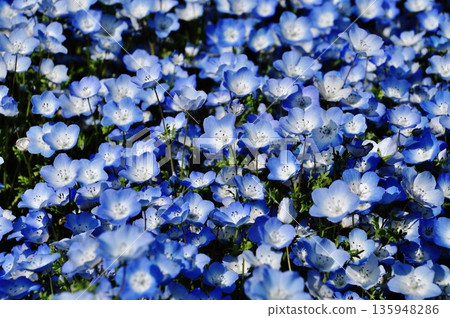 國營的Hitachihama海灘公園的Nemophila領域 國營的Hitachihama海灘公園的Nemophila領域 135948286