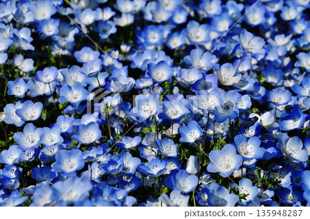 國營的Hitachihama海灘公園的Nemophila領域 國營的Hitachihama海灘公園的Nemophila領域 135948287